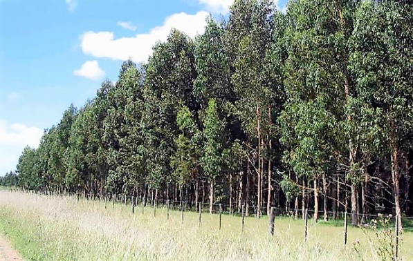 Bosques de eucalipto - materia prima UDDO